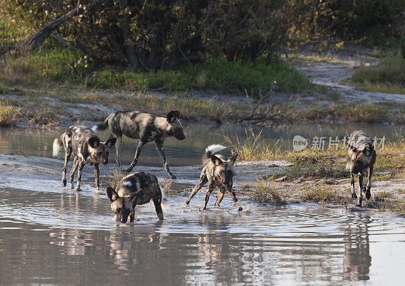 Five African Wild Dogs (Lycaon pictus)